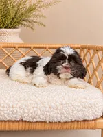 Vienna, a female Shih Tzu for sale in Downers Grove, IL – 2 of 2