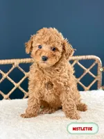 Mistletoe, a female Poodle - Toy  for sale in Elmhurst, IL – Photo 1 of 2