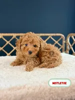 Mistletoe, a female Poodle - Toy  for sale in Elmhurst, IL – Photo 2 of 2