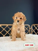 Candy Cane, a female Poodle - Toy  for sale in Elmhurst, IL – Photo 3 of 3