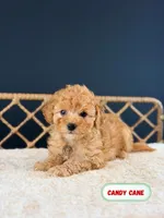 Candy Cane, a female Poodle - Toy  for sale in Elmhurst, IL – Photo 2 of 3