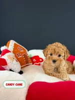 Candy Cane, a female Poodle - Toy  for sale in Elmhurst, IL – Photo 1 of 3