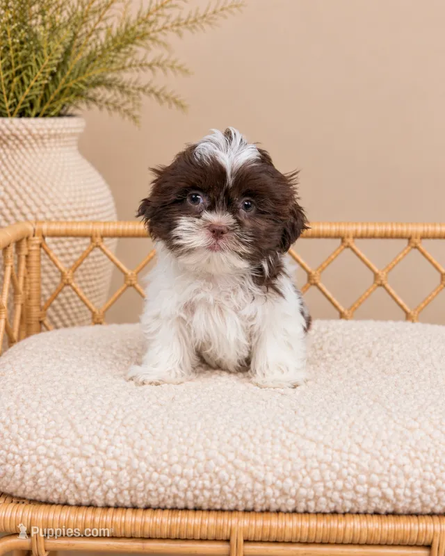 Venice – Shih Tzu puppy for sale in Downers Grove, IL