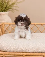 Venice, a female Shih Tzu for sale in Downers Grove, IL – 1 of 2