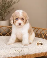 Violet, a female Poodle - Miniature  for sale in Downers Grove, IL – 1 of 2
