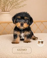 Gizmo, a male Yorkshire Terrier for sale in Downers Grove, IL – 2 of 2