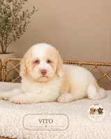 Vito, a male Poodle - Miniature  for sale in Downers Grove, IL – 2 of 2