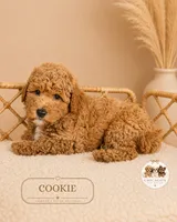 Cookie, a female Poodle - Miniature  for sale in Downers Grove, IL – 2 of 2
