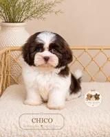 Chico, a male Shih Tzu for sale in Downers Grove, IL – 1 of 2