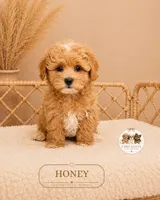 Honey, a female Maltipoo for sale in Elmhurst, IL – 1 of 1