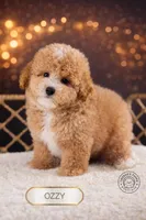 Ozzy, a male Poodle - Toy  for sale in Elmhurst, IL – Photo 1 of 2