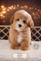 Ozzy, a male Poodle - Toy  for sale in Elmhurst, IL – Photo 2 of 2