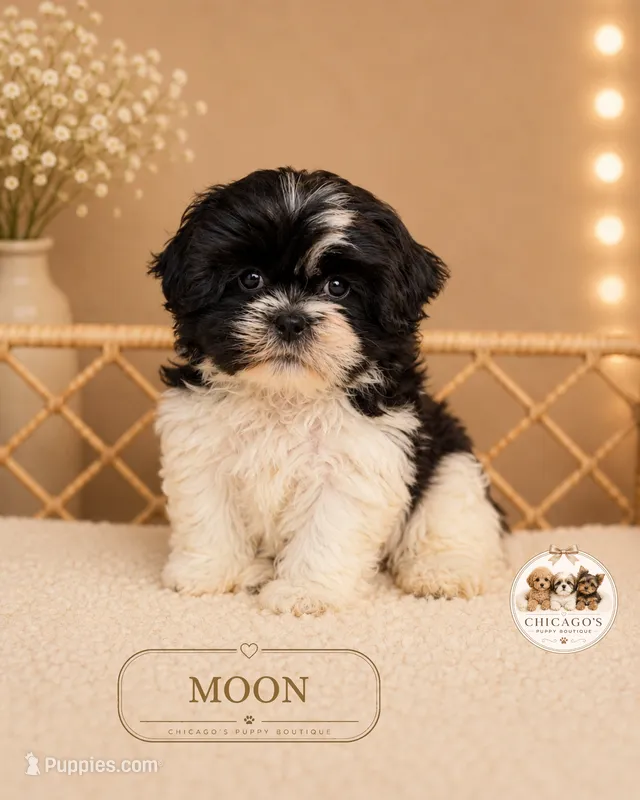 Moon – Shih Tzu puppy for sale in Elmhurst, IL