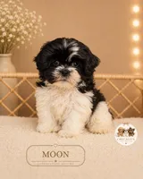 Moon, a female Shih Tzu for sale in Elmhurst, IL – 1 of 2
