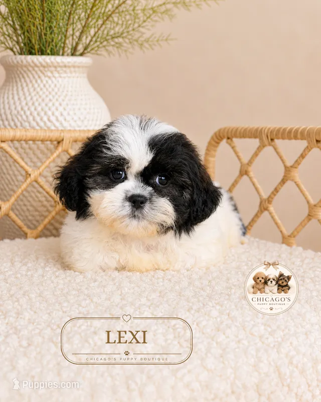 Lexi – Shih Tzu puppy for sale in Downers Grove, IL