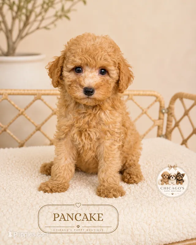 Pancake – Poodle - Toy  puppy for sale in Downers Grove, IL