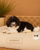 Hershey, a female Poodle - Toy  for sale in Downers Grove, IL – 2 of 4