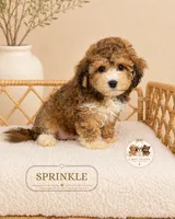 Sprinkle, a female Shihpoo for sale in Downers Grove, IL – 2 of 2