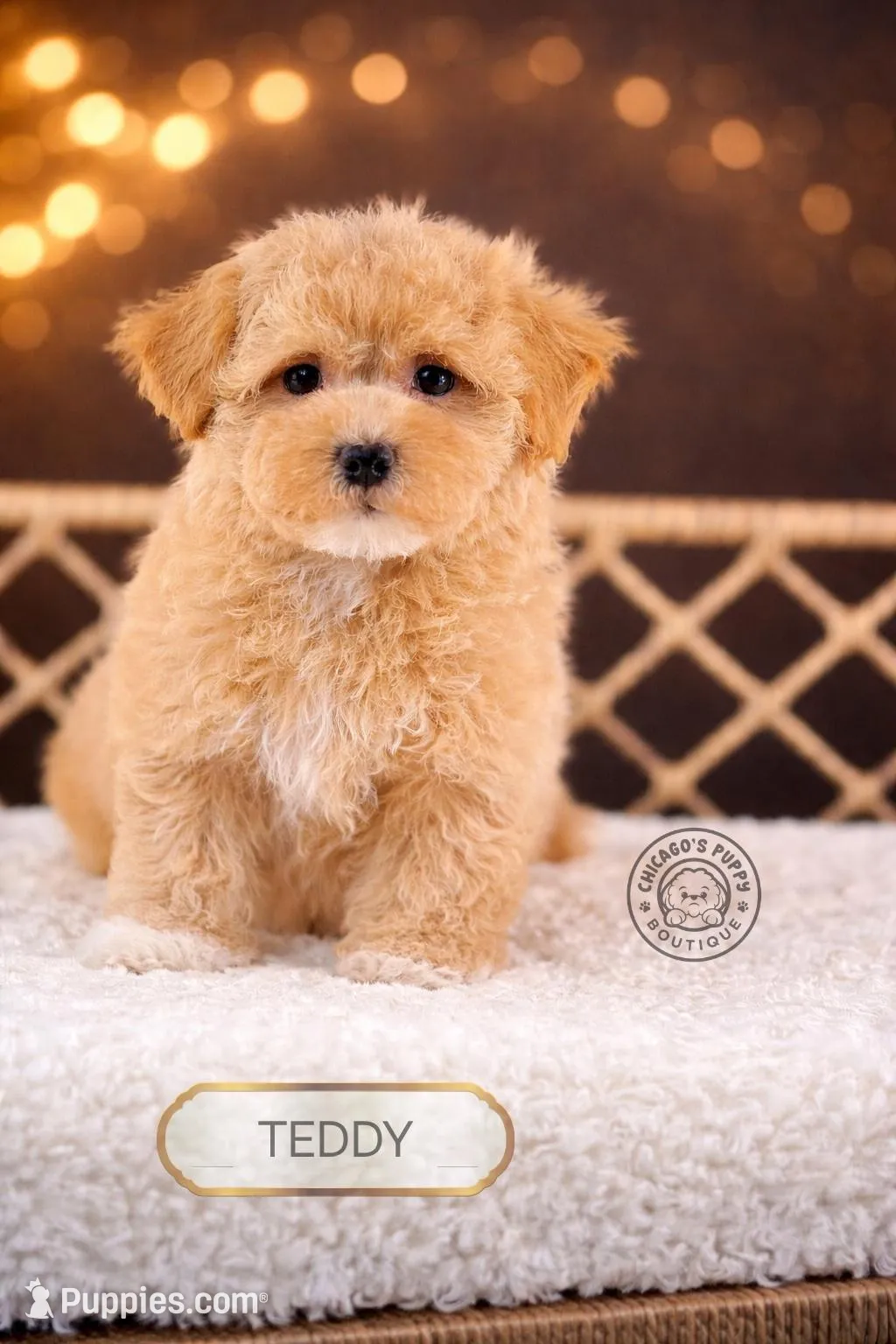 Teddy – Bichpoo puppy for sale in Elmhurst, IL