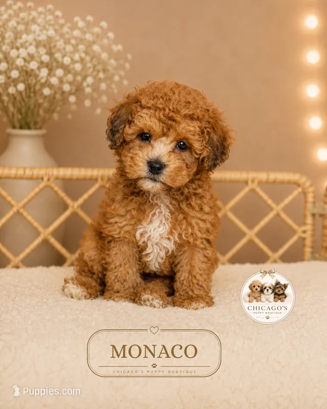 Monaco – Bichpoo puppy for sale in Elmhurst, IL