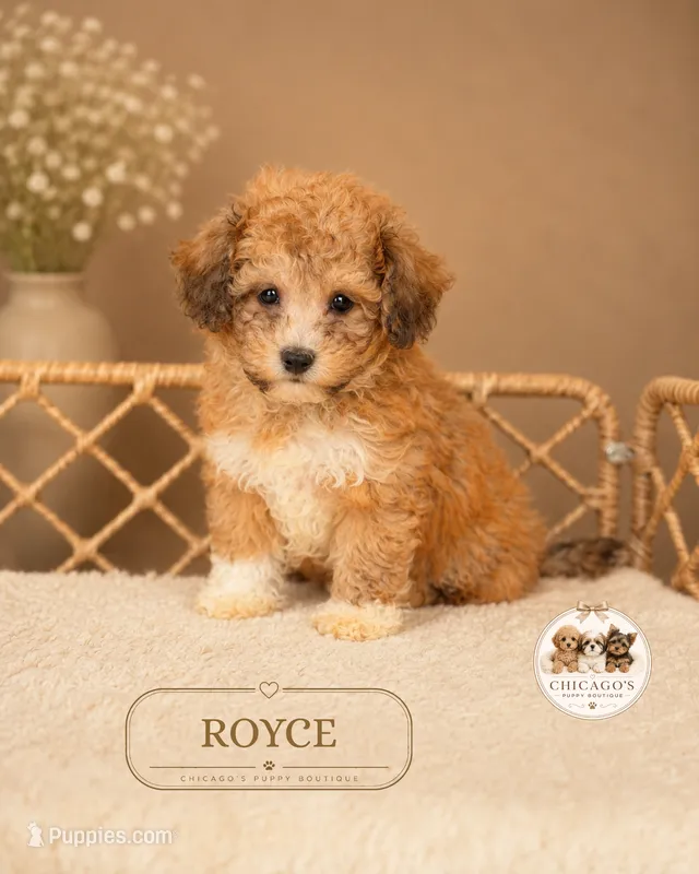 Royce – Bichpoo puppy for sale in Elmhurst, IL