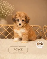 Royce, a male Bichpoo for sale in Elmhurst, IL – 1 of 1
