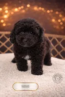Mimi, a female Poodle - Toy  for sale in Elmhurst, IL – Photo 3 of 3