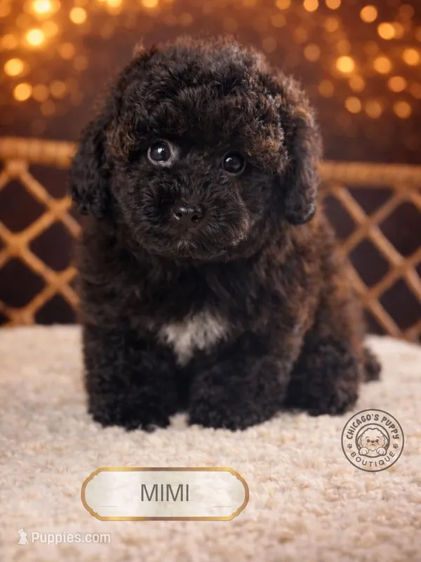 Mimi – Poodle - Toy  puppy for sale in Elmhurst, IL