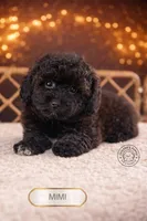 Mimi, a female Poodle - Toy  for sale in Elmhurst, IL – Photo 2 of 3