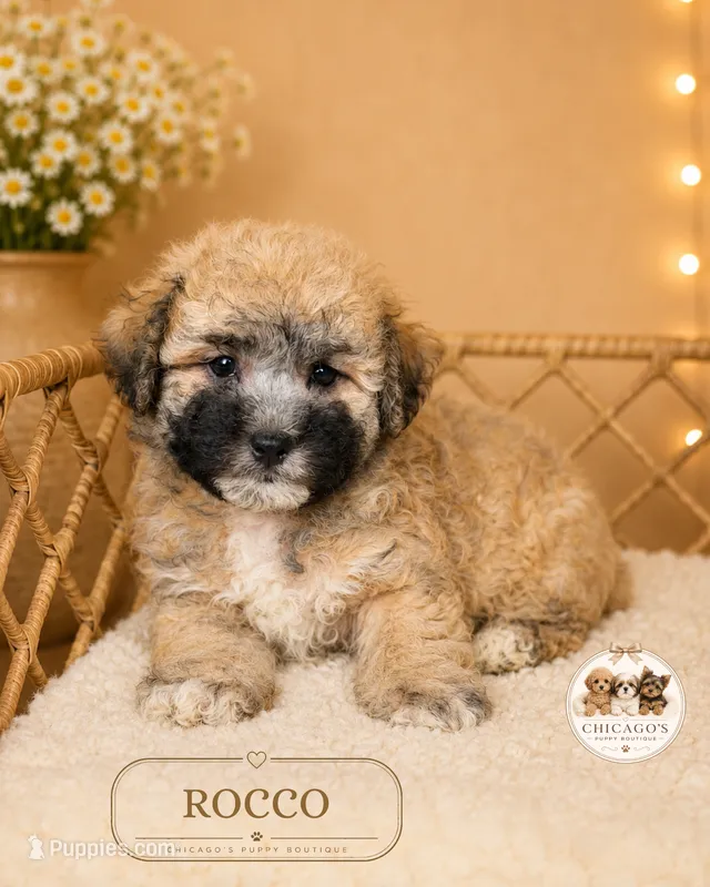 Rocco – Shichon puppy for sale in Elmhurst, IL