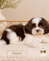 Chico, a male Shih Tzu for sale in Downers Grove, IL – 2 of 2