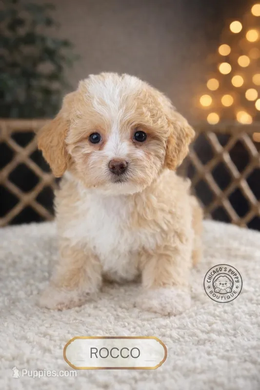 Rocco – Maltipoo puppy for sale in Elmhurst, IL