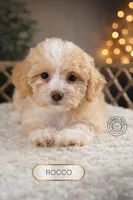 Rocco, a male Maltipoo for sale in Elmhurst, IL – Photo 2 of 3