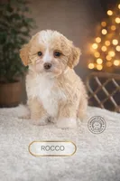 Rocco, a male Maltipoo for sale in Elmhurst, IL – Photo 3 of 3