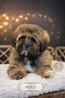 Molly, a female Shihpoo for sale in Elmhurst, IL – Photo 2 of 3