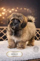 Molly, a female Shihpoo for sale in Elmhurst, IL – Photo 3 of 3