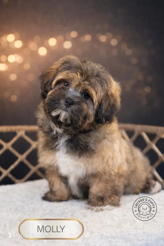 Molly – Shihpoo puppy for sale in Elmhurst, IL