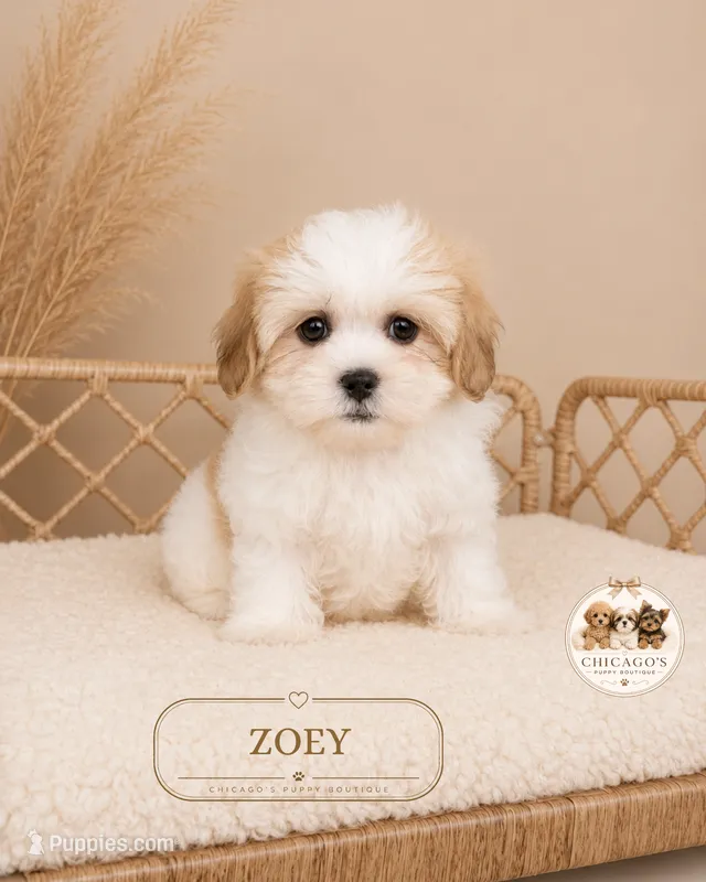 Zoey – Shih Tzu puppy for sale in Elmhurst, IL