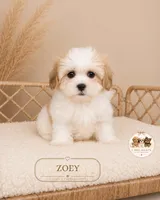 Zoey, a female Shih Tzu for sale in Elmhurst, IL – 1 of 2