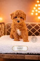 Saint, a male Poodle - Miniature  for sale in Elmhurst, IL – Photo 2 of 3