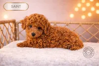 Saint, a male Poodle - Miniature  for sale in Elmhurst, IL – Photo 3 of 3
