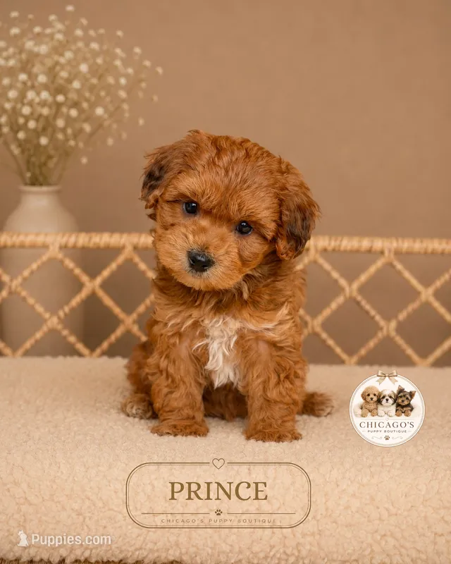 Prince – Shihpoo puppy for sale in Elmhurst, IL