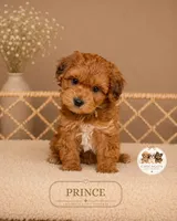 Prince, a male Shihpoo for sale in Elmhurst, IL – 1 of 2