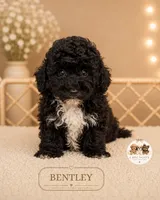 Bentley, a male Bichpoo for sale in Elmhurst, IL – 2 of 2