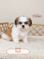 Pixie, a female Shihpoo for sale in Downers Grove, IL – 2 of 2