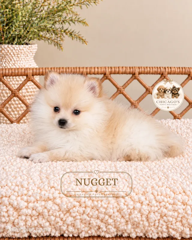 Nugget – Pomeranian puppy for sale in Downers Grove, IL