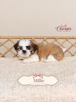 Millie, a female Shihpoo for sale in Downers Grove, IL – 2 of 2