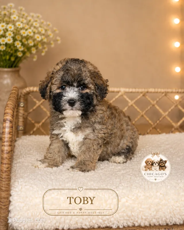 Toby – Shichon puppy for sale in Elmhurst, IL