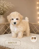 Biscuit, a male Maltipoo for sale in Elmhurst, IL – 2 of 2