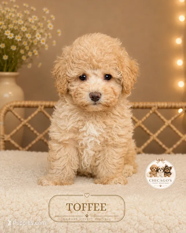 Toffee – Maltipoo puppy for sale in Elmhurst, IL
